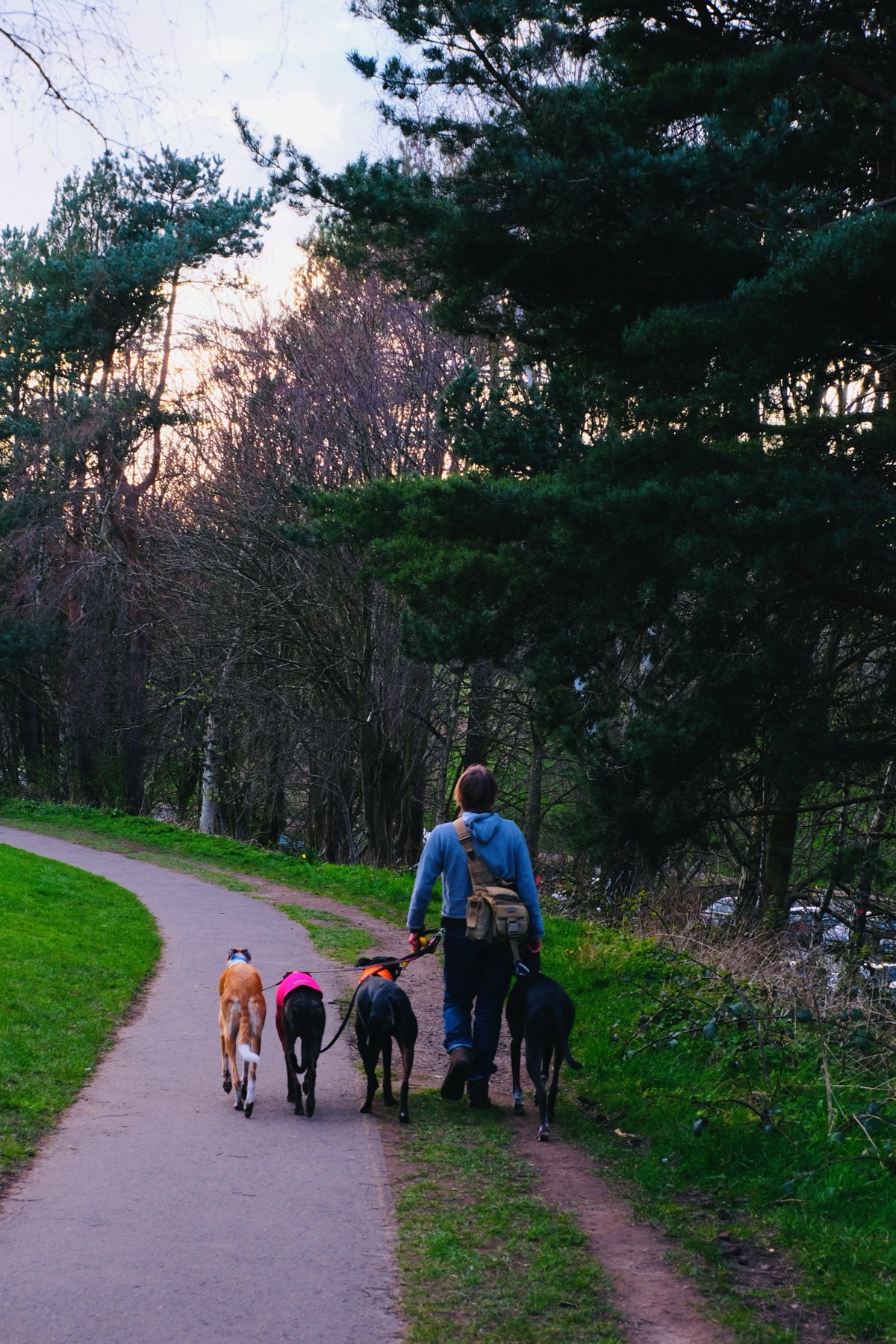 A person walking four dogs on a path in Edinburgh