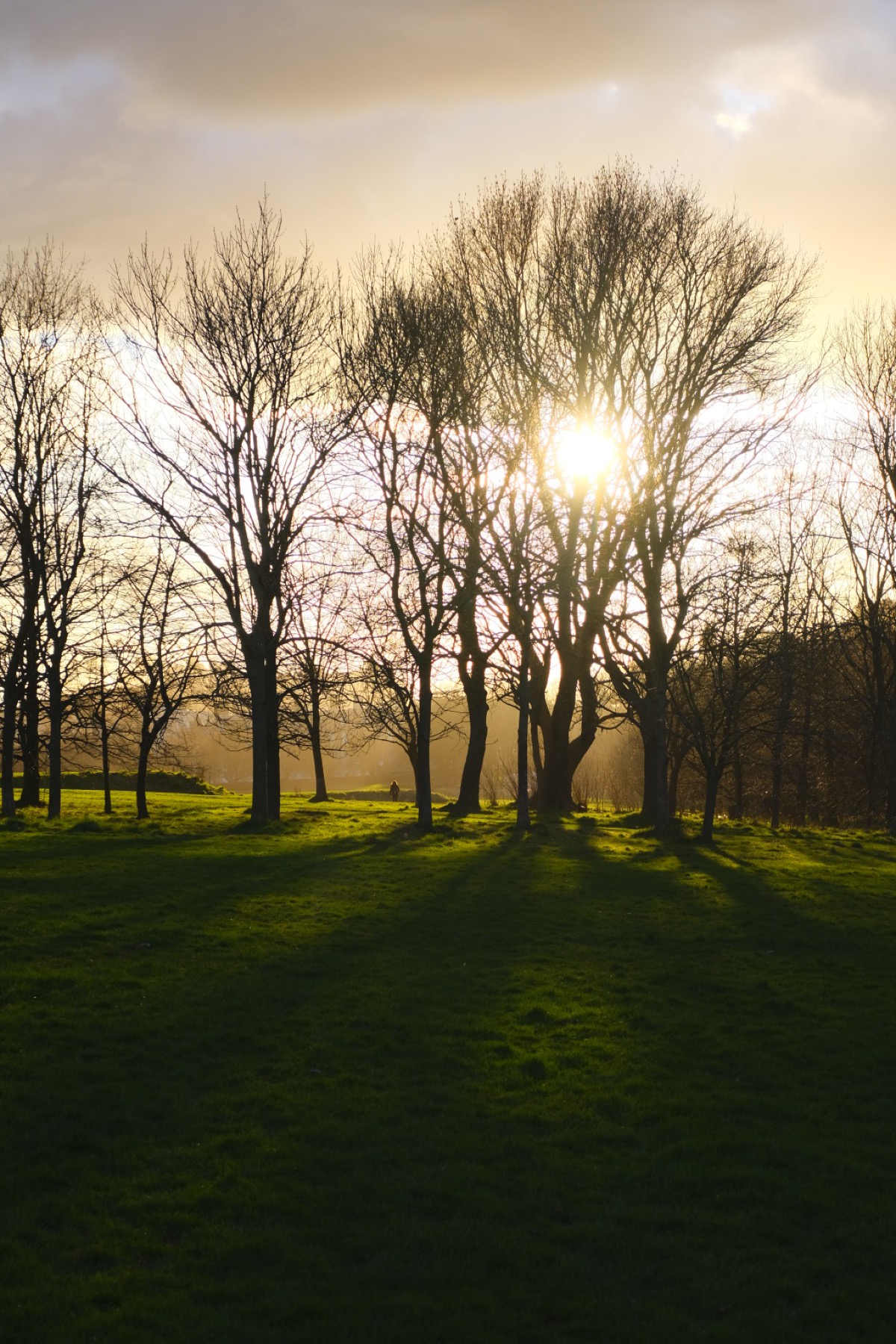 Sunlight through winter trees